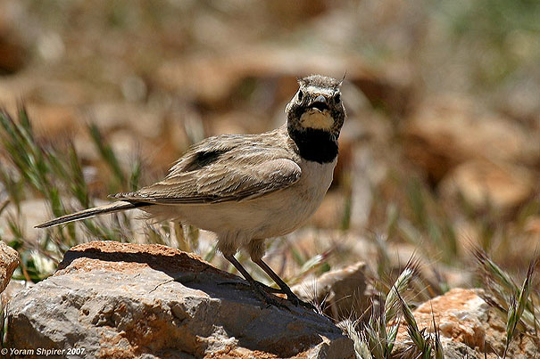  צחיחנית החרמון  Horned Lark  Eremophila alpestris                             הר החרמון מאי 2007.צלם:יורם שפירר 
